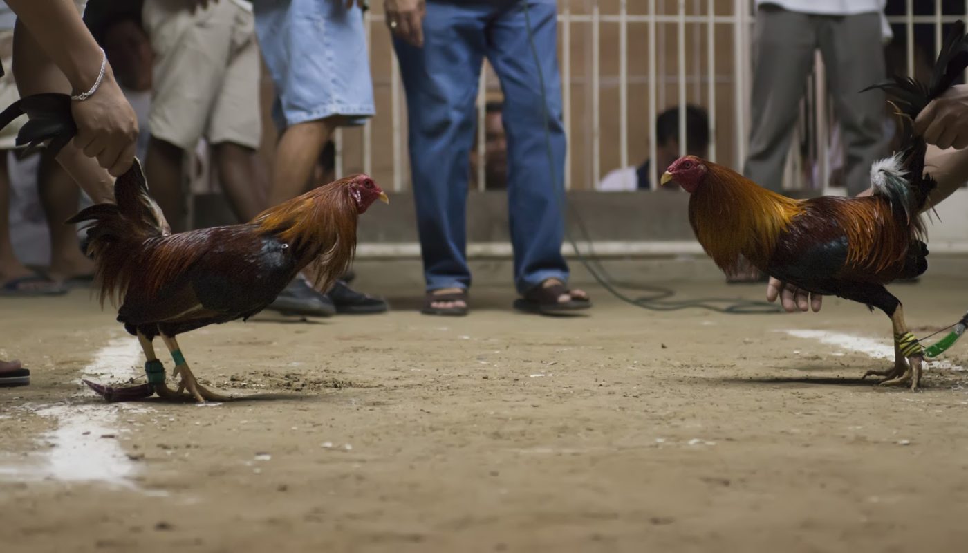 Kegemaran Menggunakan Permainan Judi Sabung Ayam Online