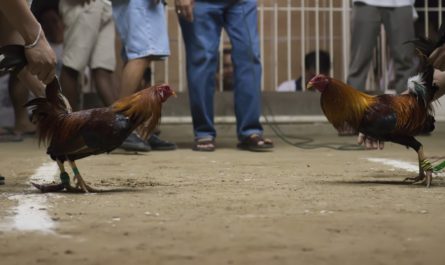 Kegemaran Menggunakan Permainan Judi Sabung Ayam Online