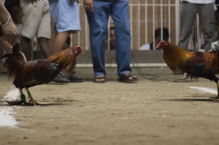 Kegemaran Menggunakan Permainan Judi Sabung Ayam Online