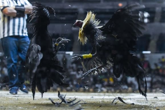 Trik Yang Bisa Menangkan Game Sabung Ayam Online