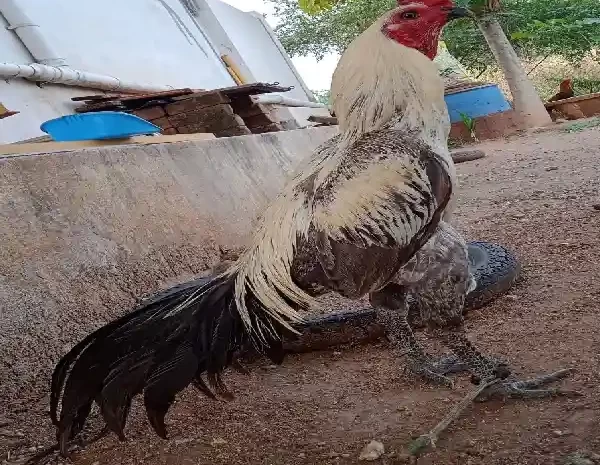 Panduan Sabung Ayam Wala Meron untuk Pemula hingga Mahir